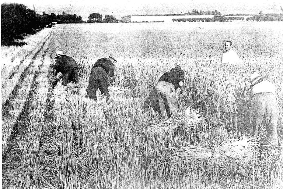 foto raccolta nei campi Stanghella '50-'60